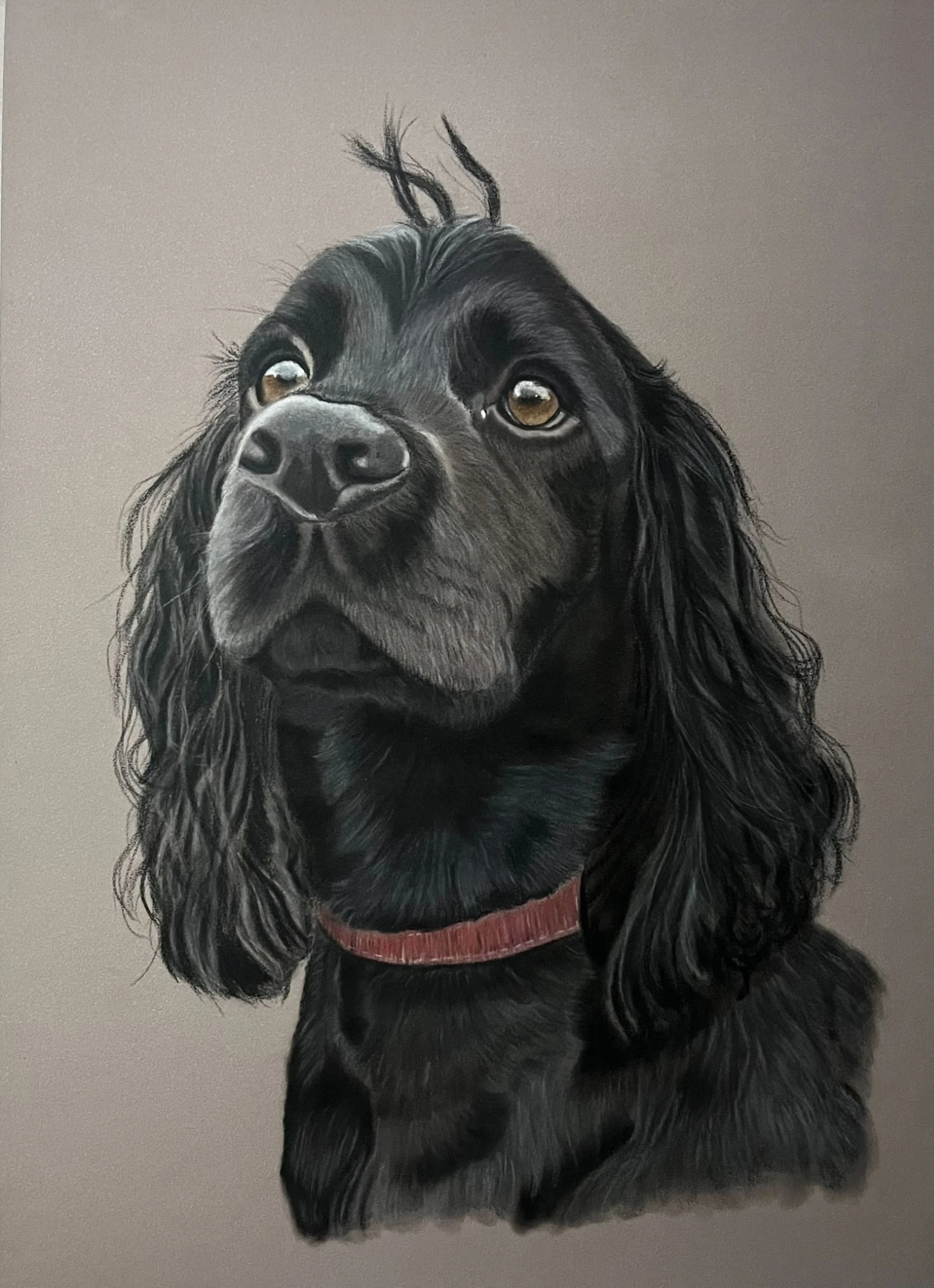 Black spaniel hand-drawn portrait