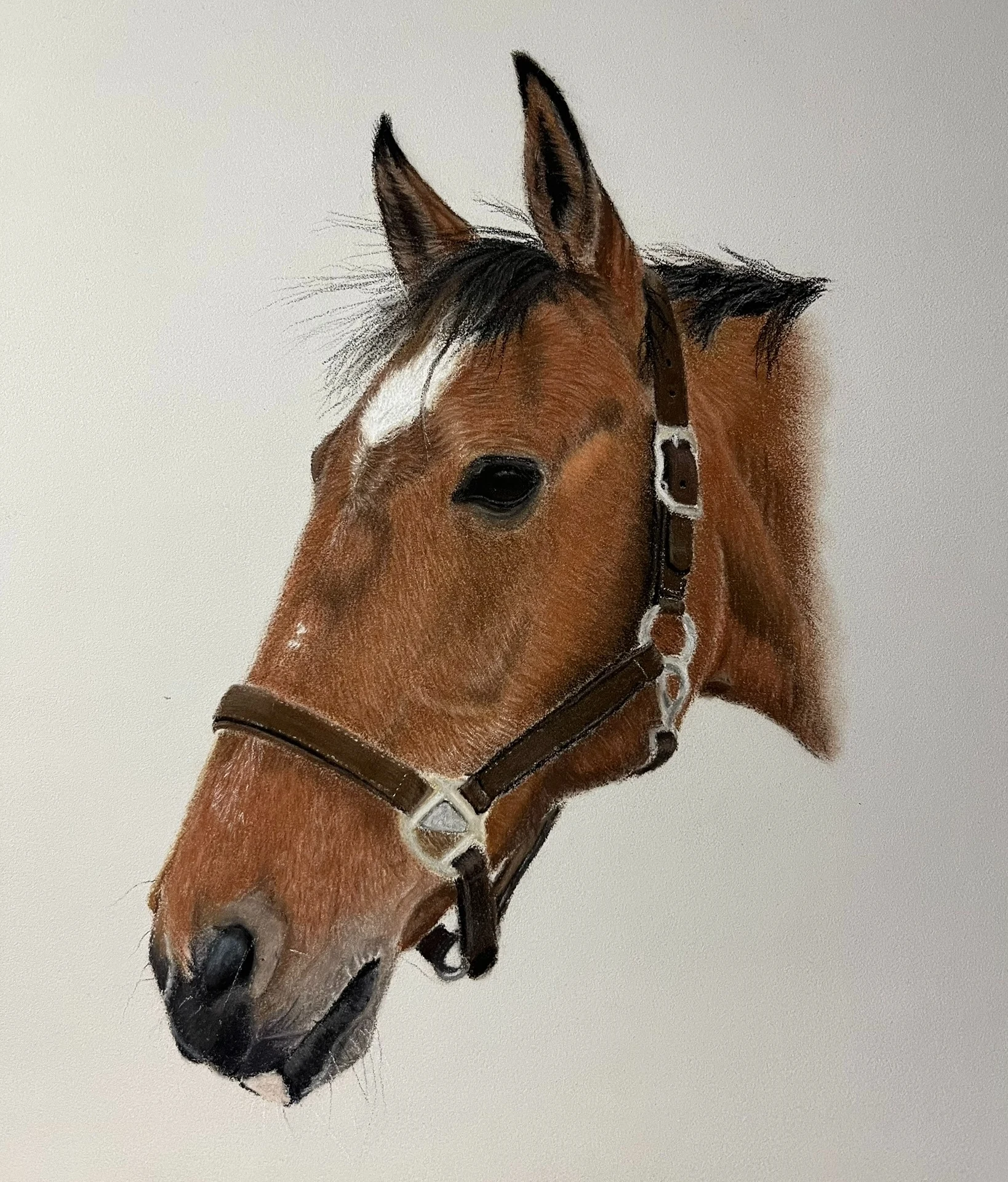 Chestnut horse hand-drawn portrait