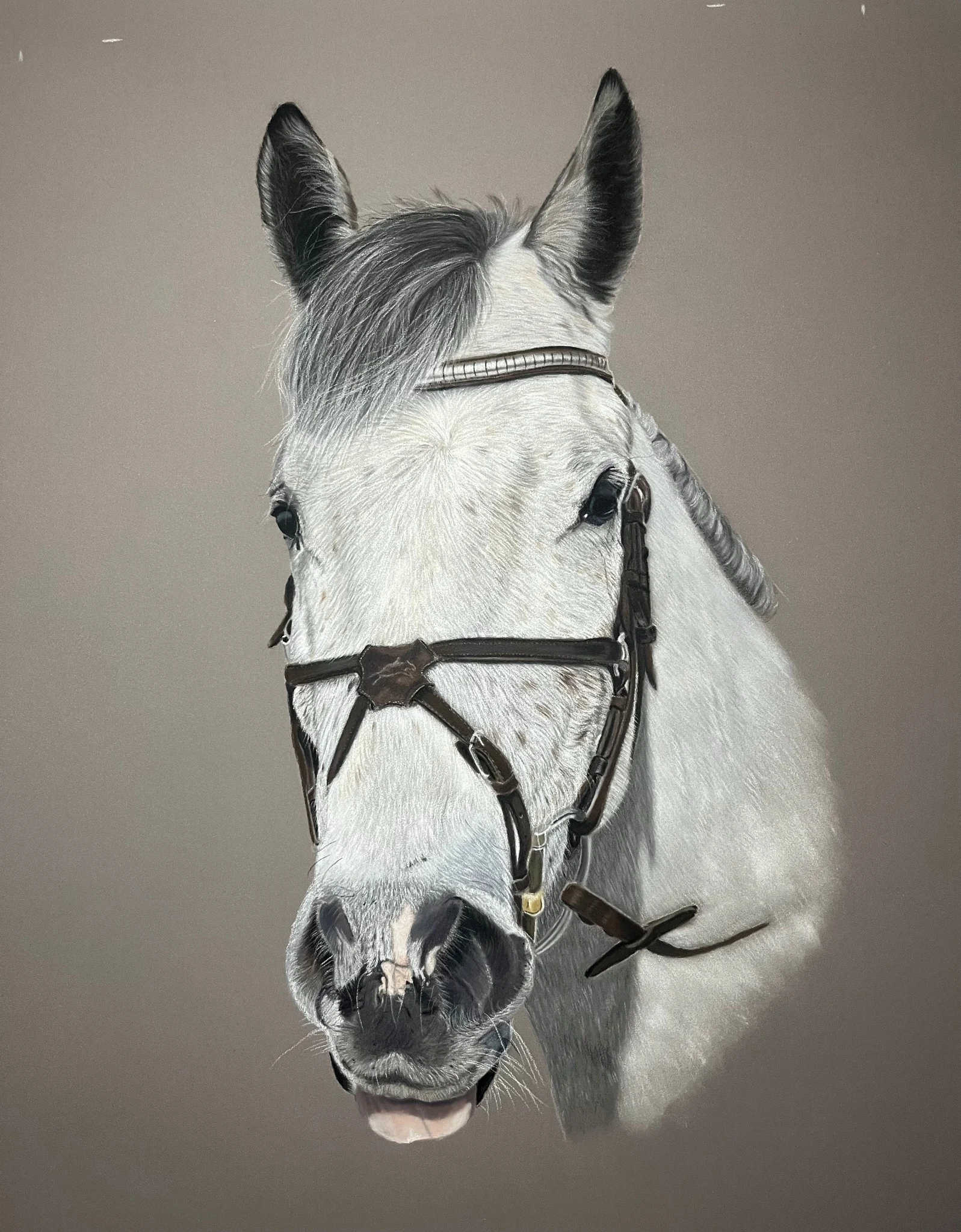 Hand-drawn white horse portrait by Art by Rachel