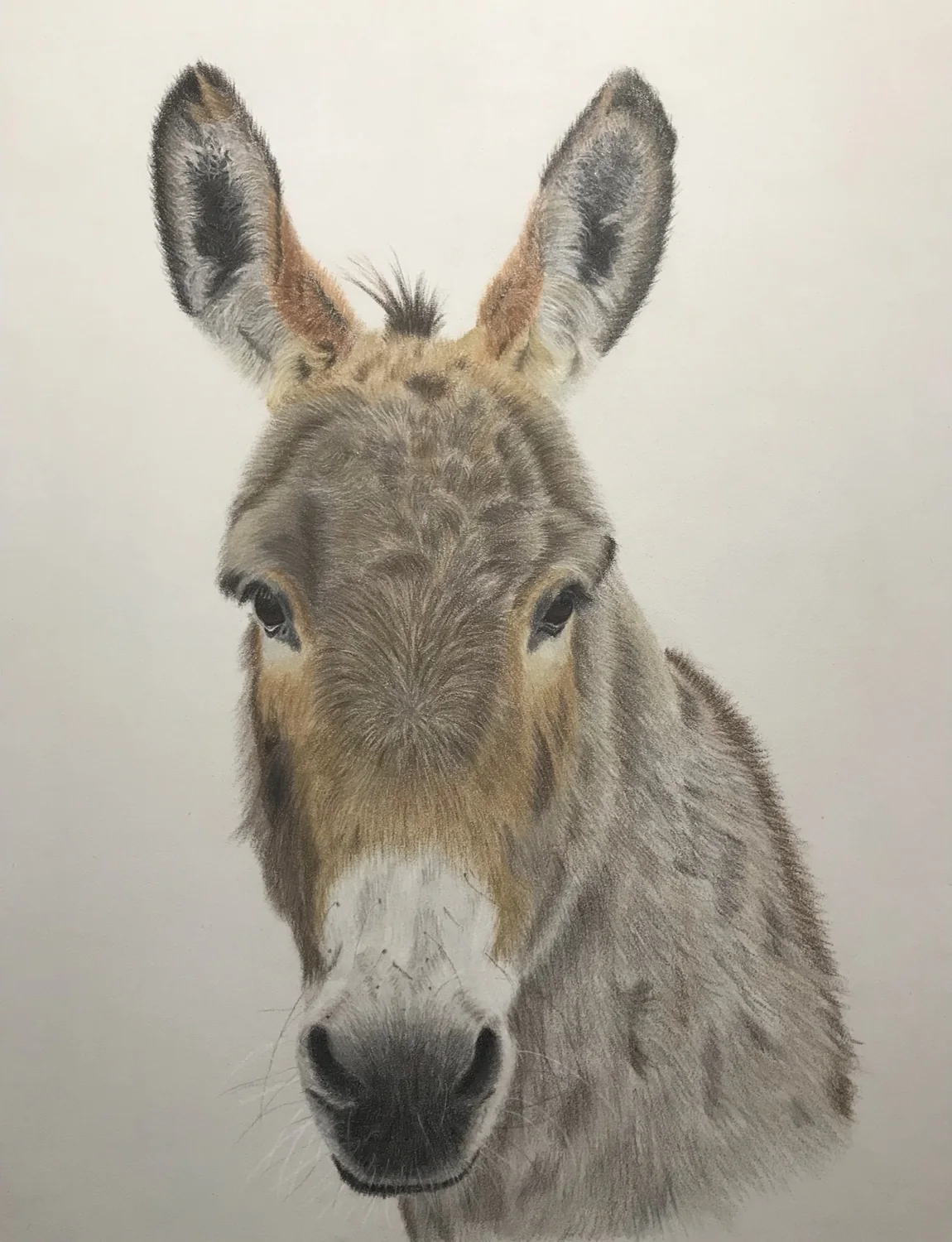 Donkey Portrait by Art by Rachel