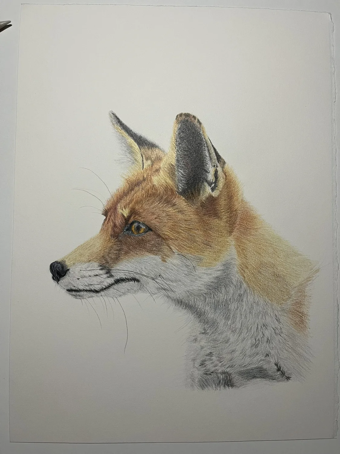 Fox by Art by Rachel