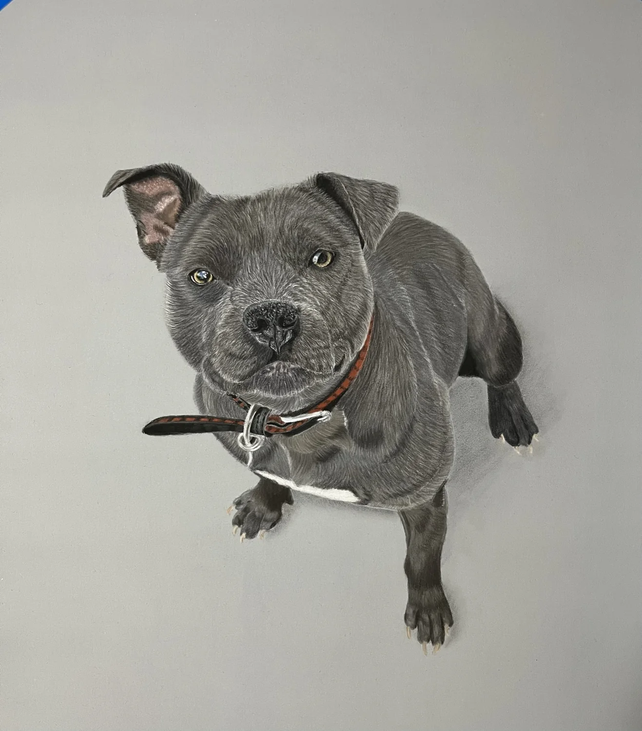 Grey Dog Portrait by Art by Rachel