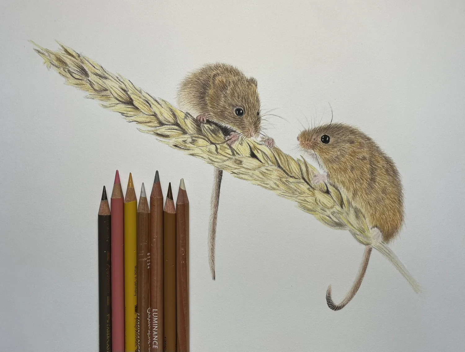 Harvest Mice by Art by Rachel