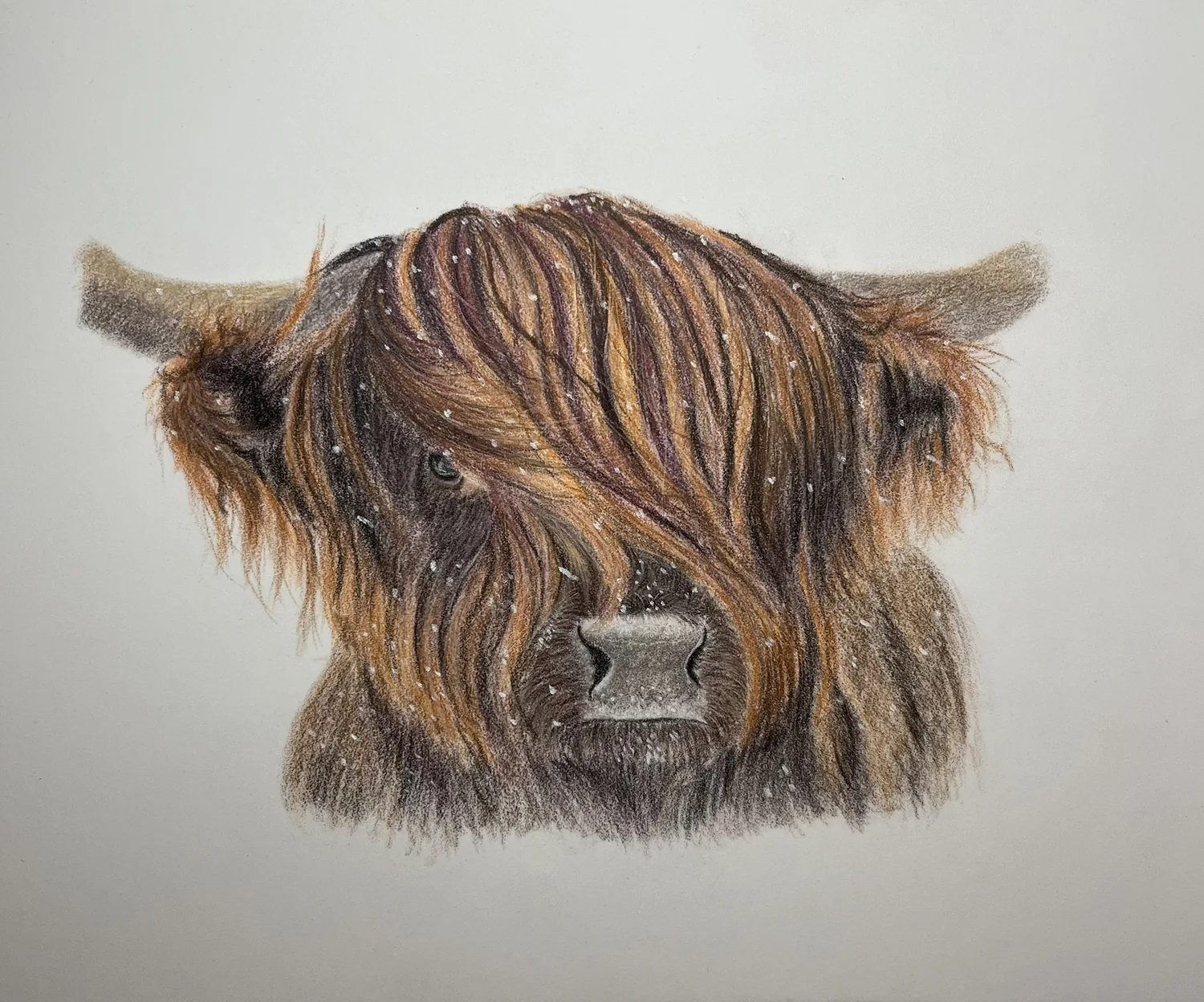 Highland Cow by Art by Rachel