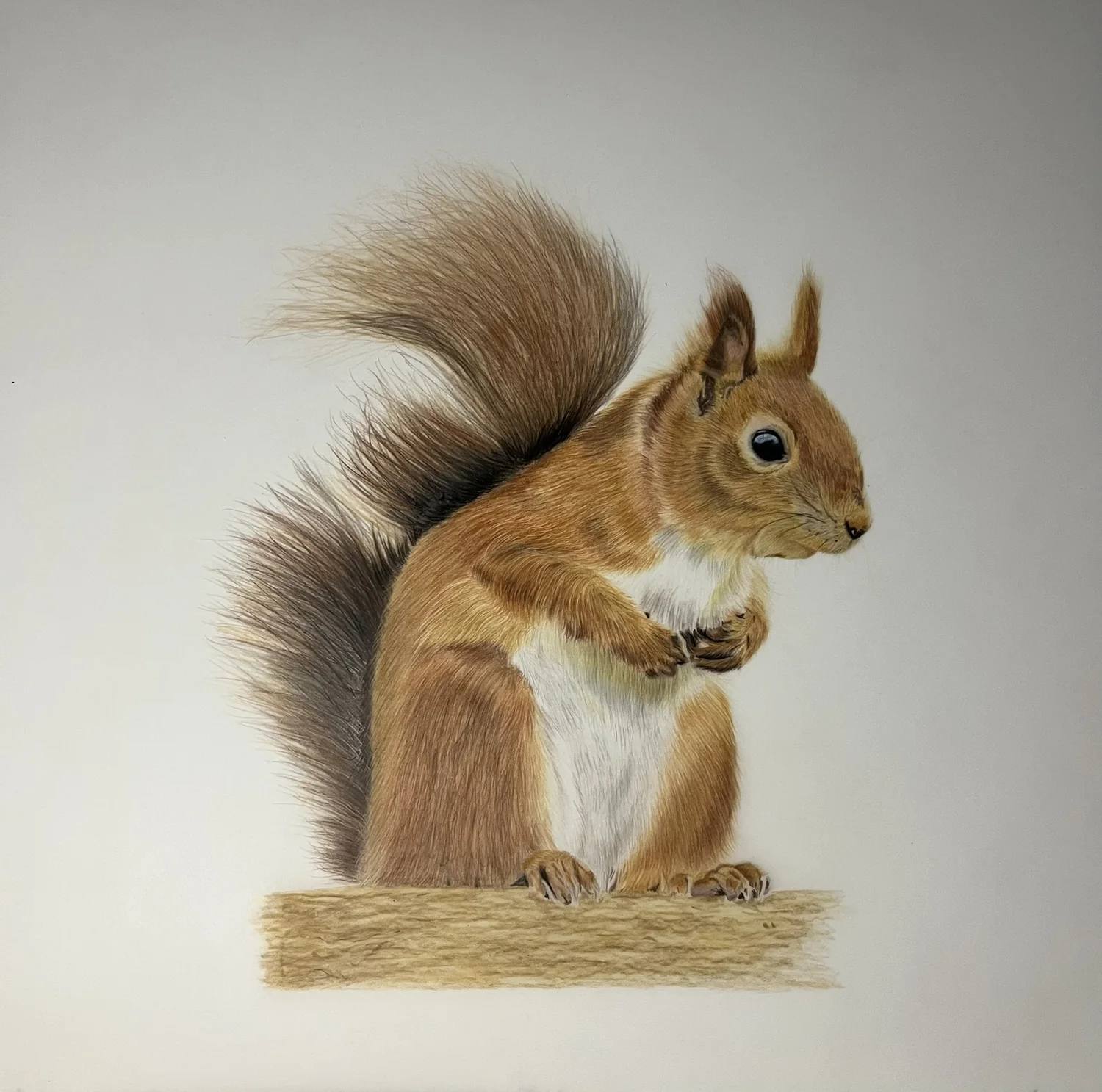 Red Squirrel by Art by Rachel