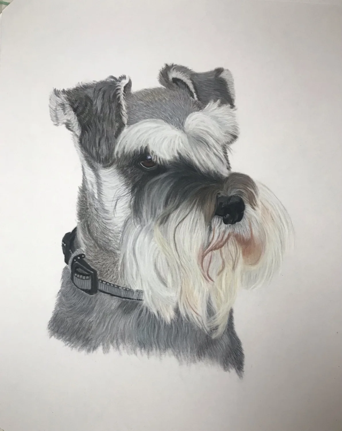 Schnauzer Portrait by Art by Rachel