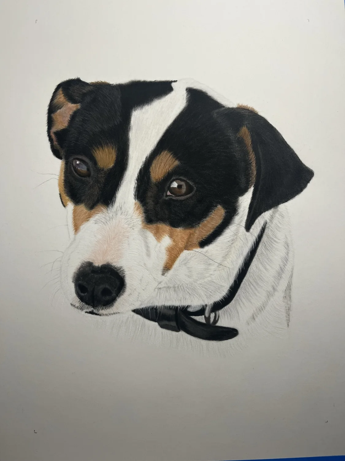 Tricolour Dog by Art by Rachel